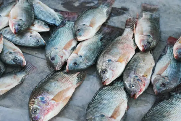 WhatsApp Image 2025-07-16 at 10.33.00 PM.webp