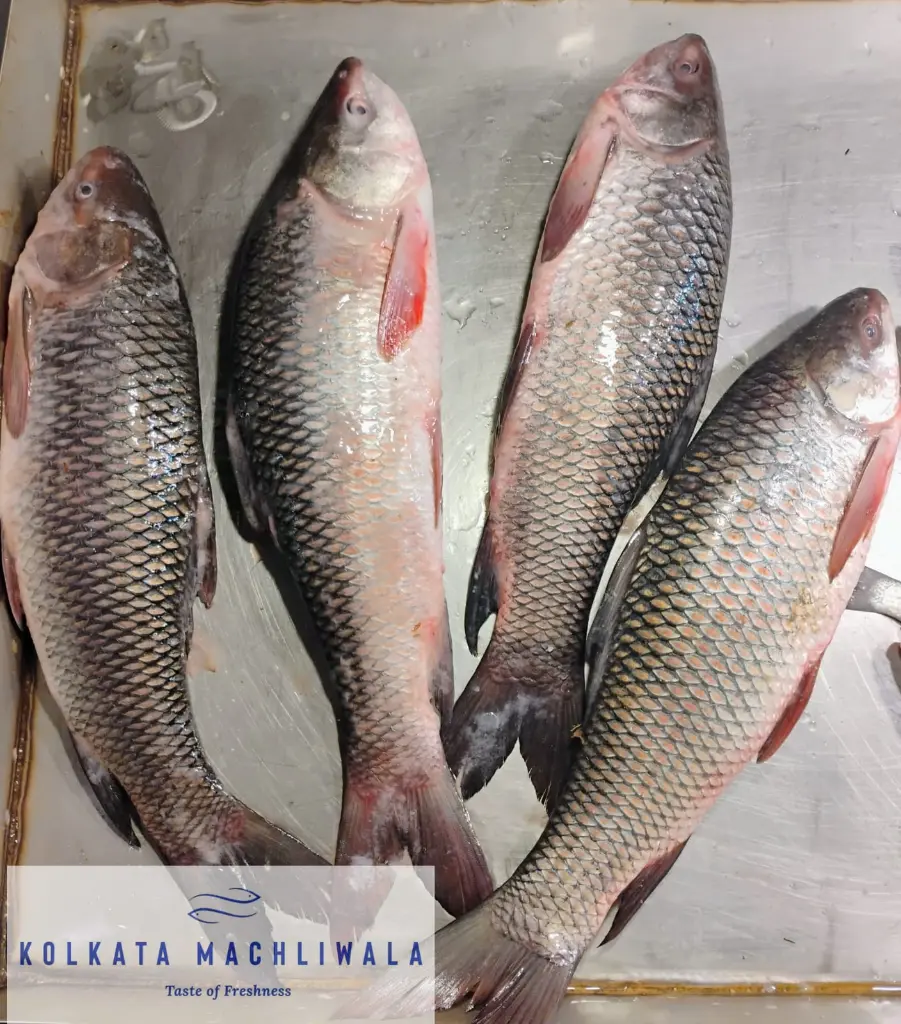 WhatsApp Image 2025-04-24 at 9.10.49 PM.webp