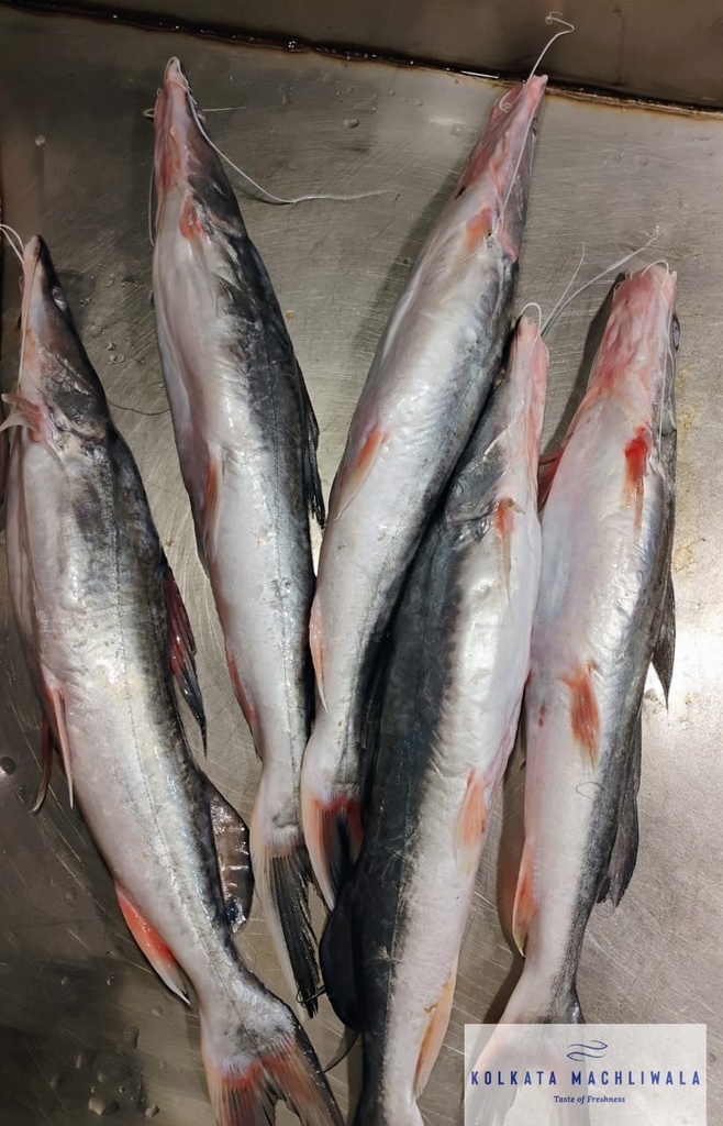 WhatsApp Image 2025-06-28 at 11.04.01 AM.jpeg