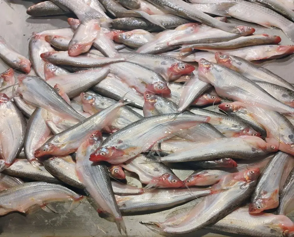 WhatsApp Image 2025-01-16 at 10.22.59 PM.webp