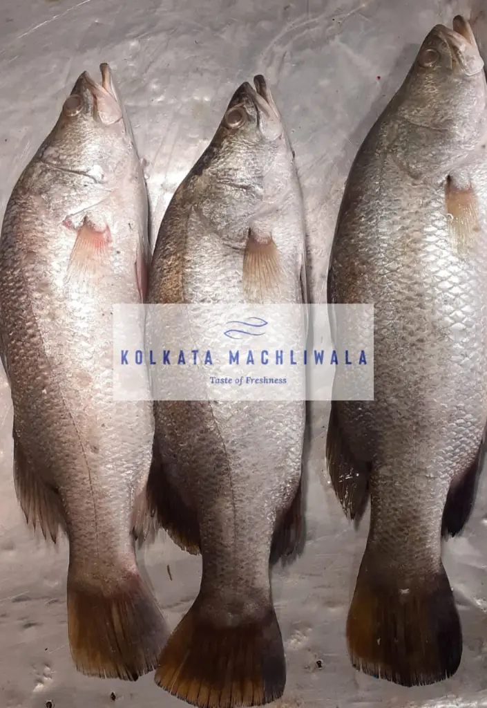 WhatsApp Image 2025-07-16 at 10.09.39 PM (1).webp