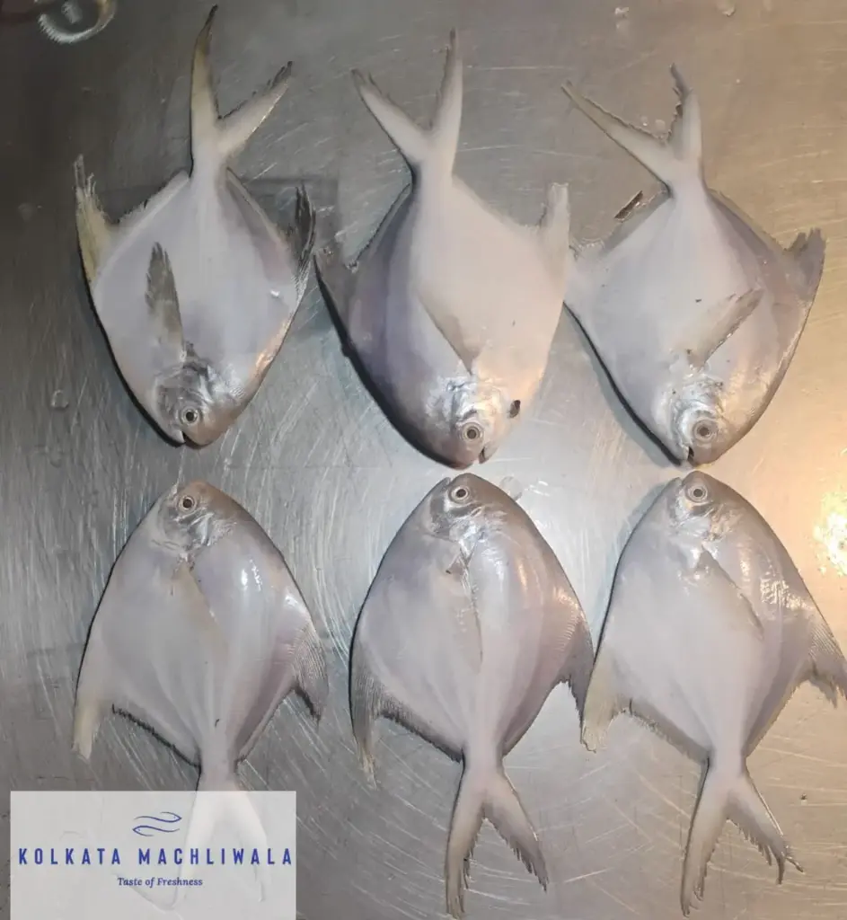 White Pomfret small size/ (500 gm)