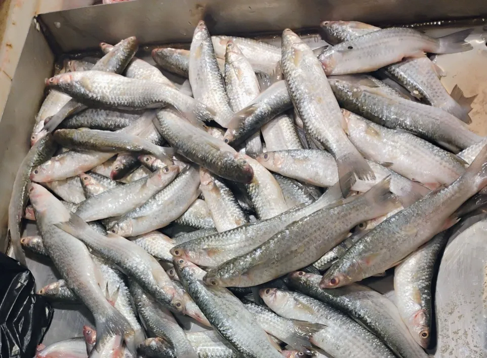 Parshe fish / পারশে মাছ-Medium size(500 gm)