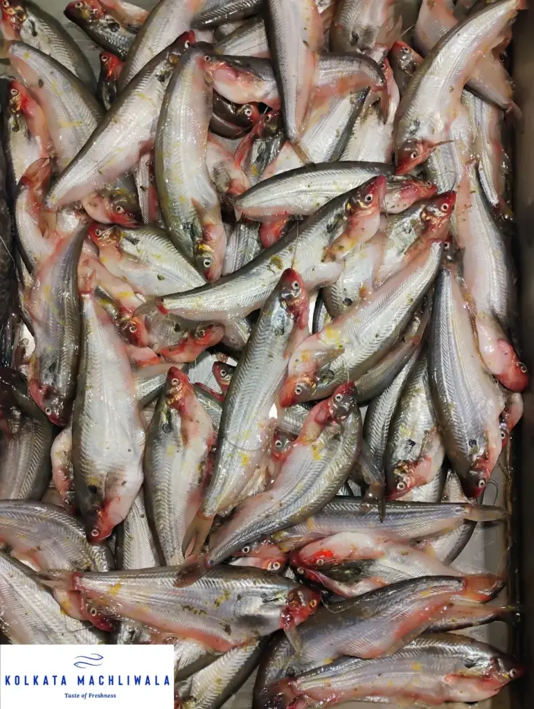 Pabda / Butterfish-Medium size(500 gm)