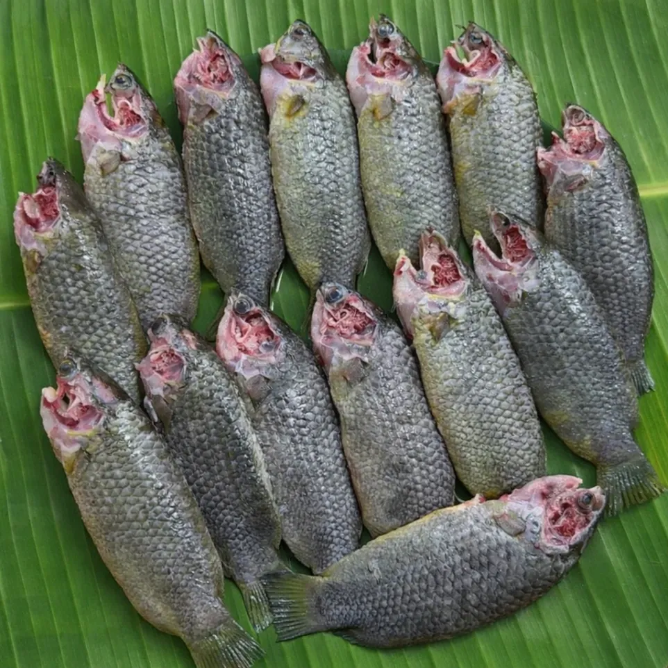 Deshi Koi fish / দেশি কই- whole clean (500 gm)