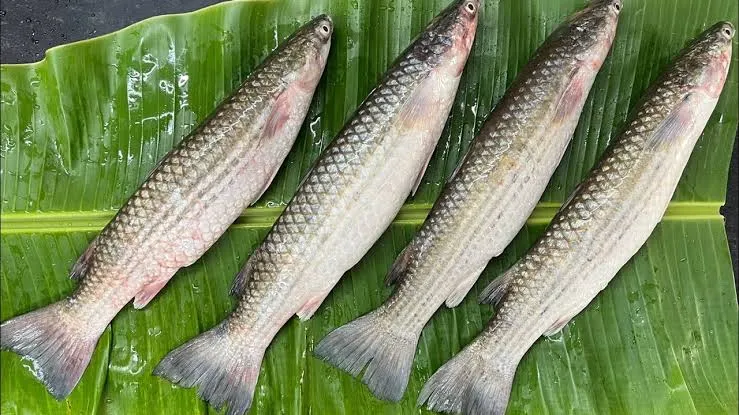 Bhangor fish/ ভাঙ্গর মাছ- whole clean (500 gm)