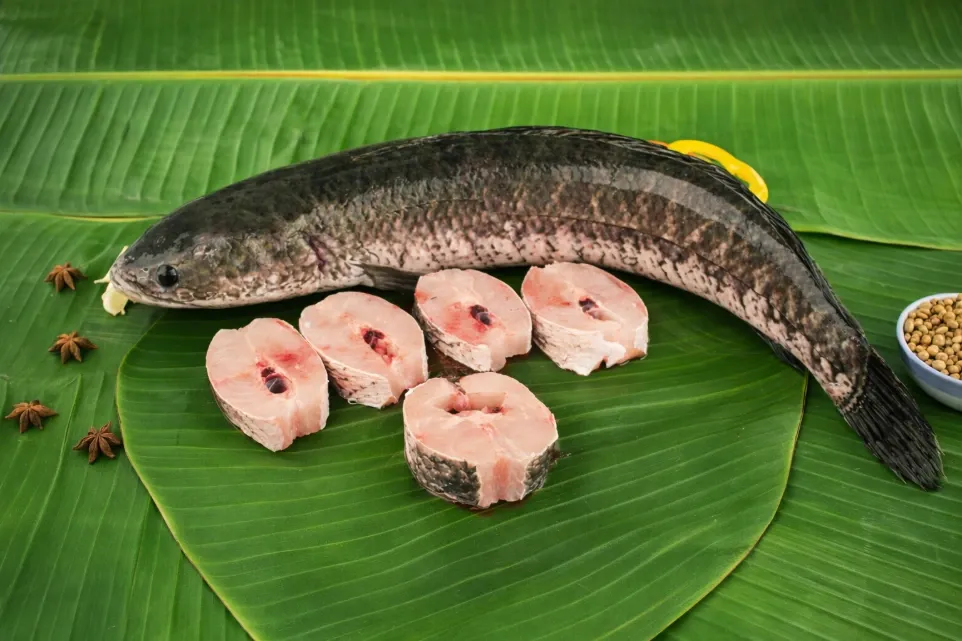 Shol fish/ শোল মাছ- whole clean (500 gm)