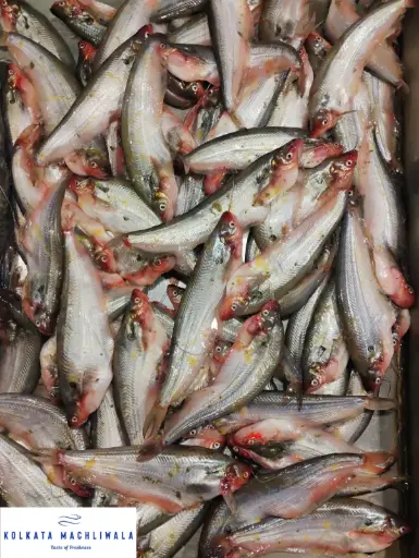 Pabda / Butterfish-Medium size(500 gm)