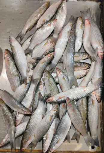 Parshe-Medium size(500 gm)